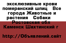 эксклюзивные крови-померанский шпиц - Все города Животные и растения » Собаки   . Ростовская обл.,Каменск-Шахтинский г.